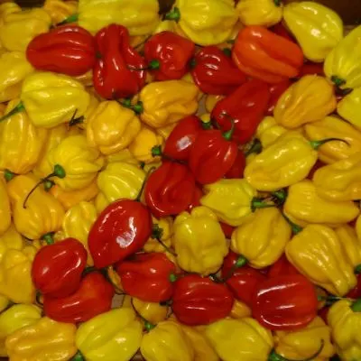 Zhůřák Belgian Heat