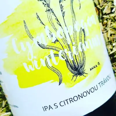 Pivečka Cymbopogon Winterianus